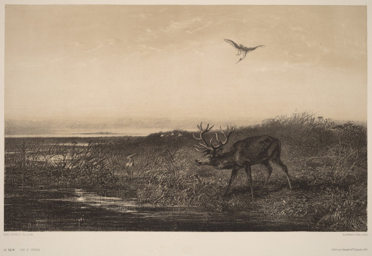 Le Soir.  Szarvasok és gémek alkotó: Karl Bodmer