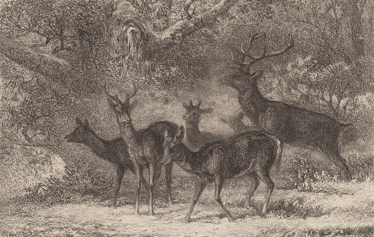 A csorda. alkotó: Karl Bodmer