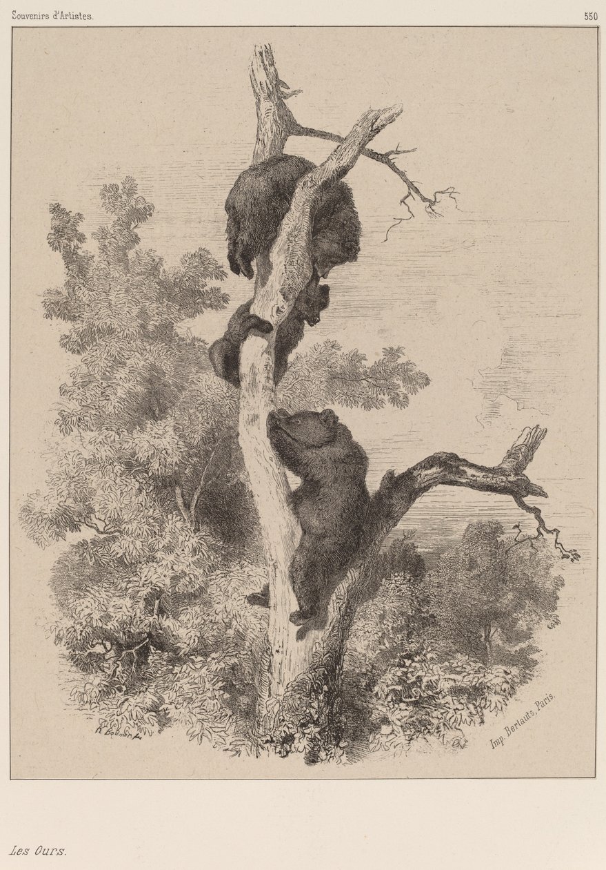 A Medvék. alkotó: Karl Bodmer