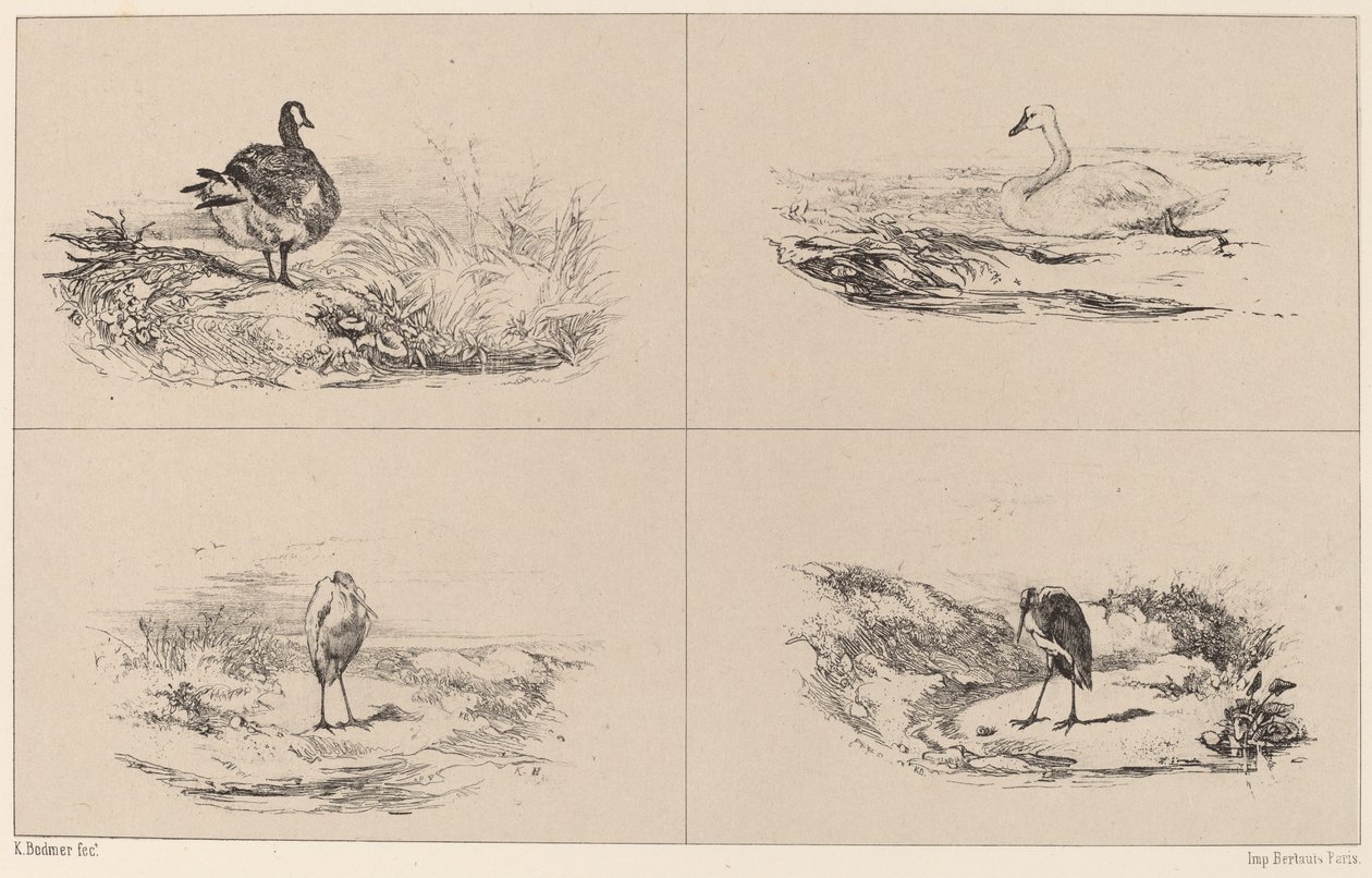 Libák, hattyúk, gémek. alkotó: Karl Bodmer