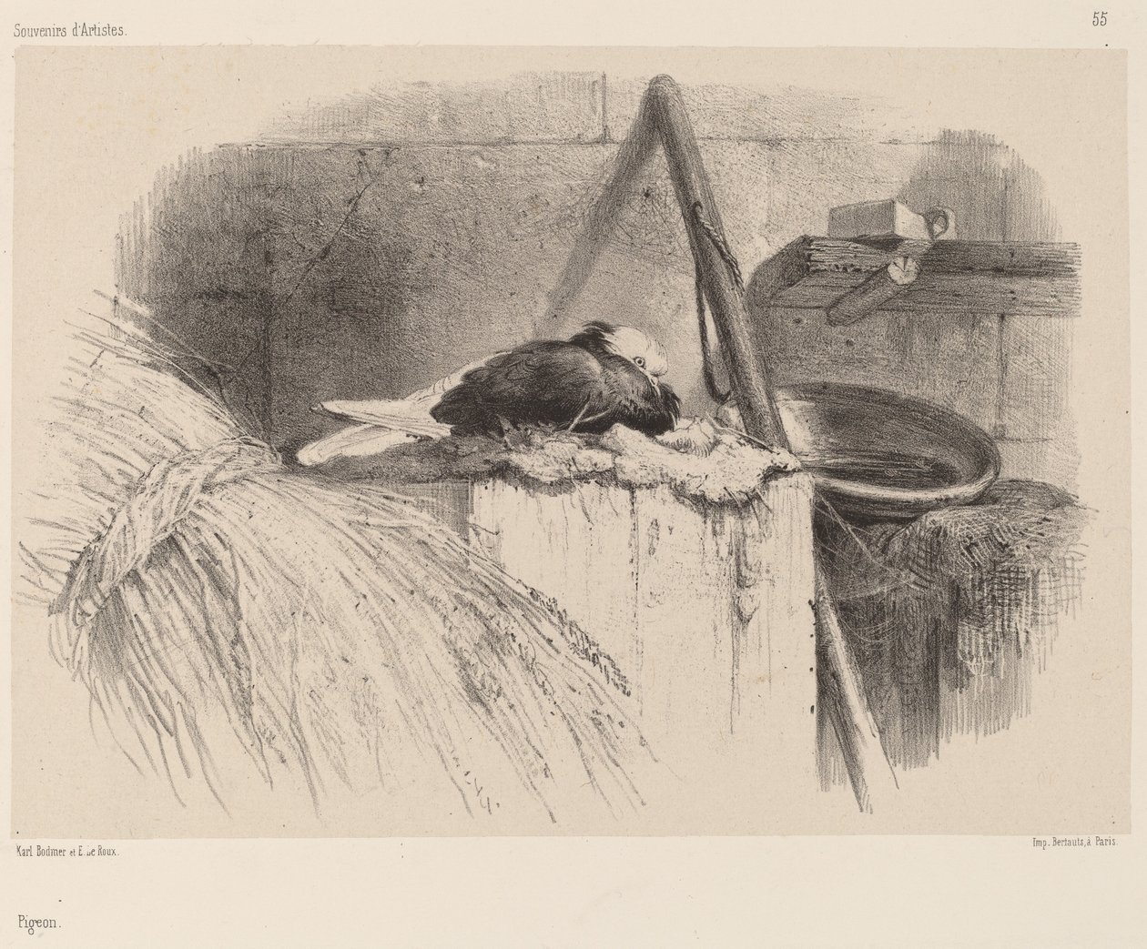 Galamb. alkotó: Karl Bodmer