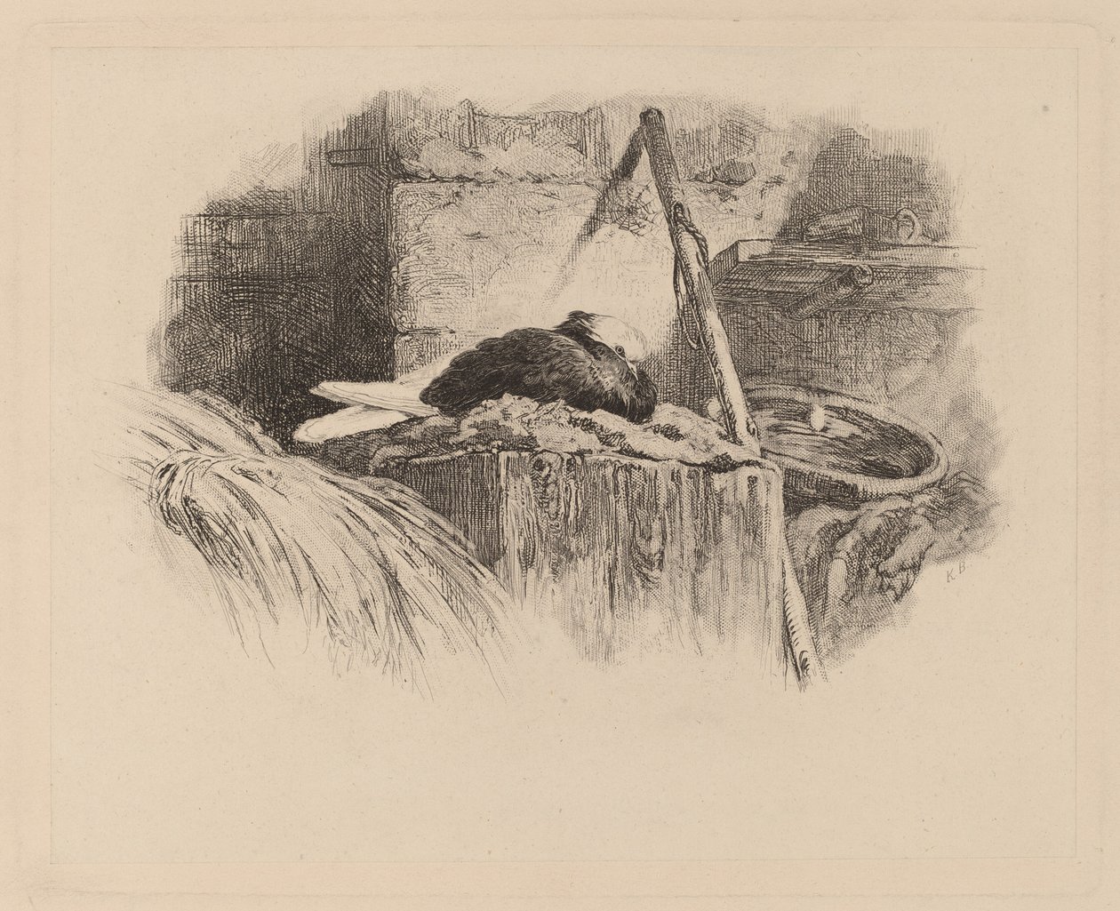 galamb a fészekben alkotó: Karl Bodmer