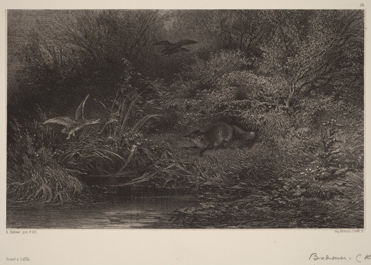 Lesben álló róka alkotó: Karl Bodmer