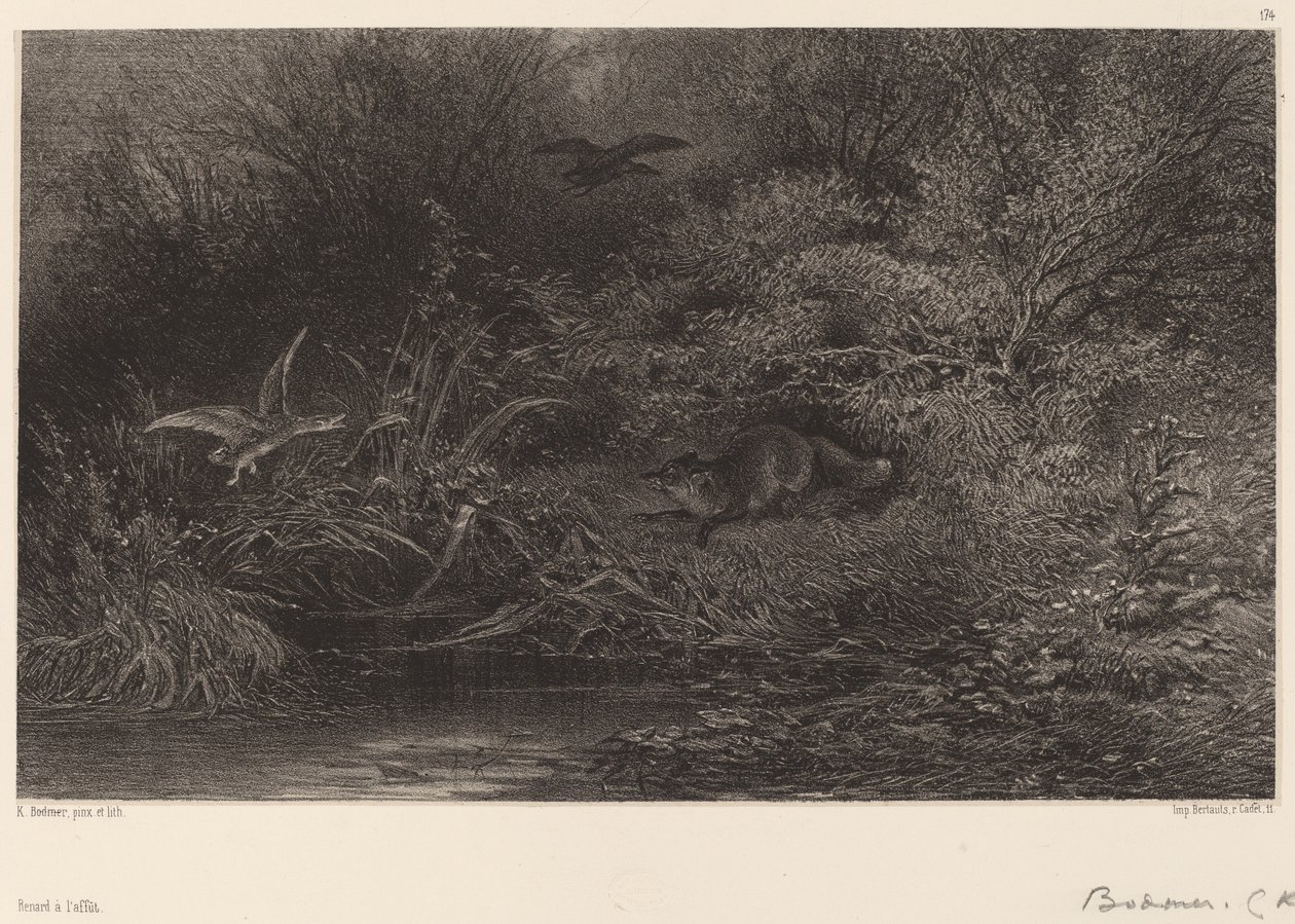 Fox a lesben alkotó: Karl Bodmer