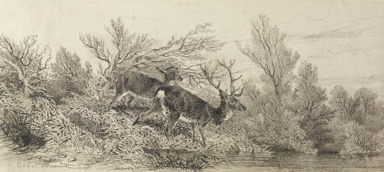 Szarvas az erdőben alkotó: Karl Bodmer