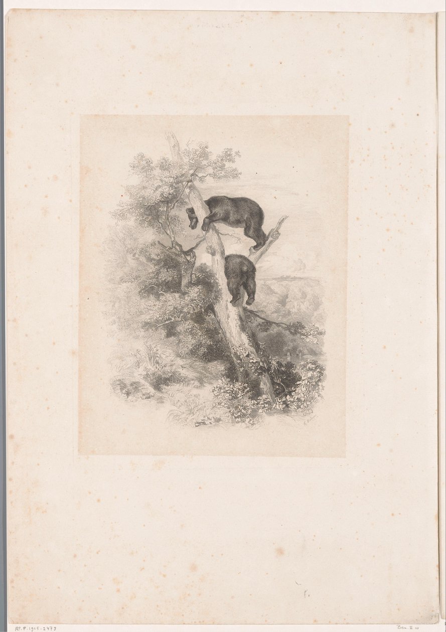 Két medve egy fán Tájképek állatokkal (sorozat címe) alkotó: Karl Bodmer