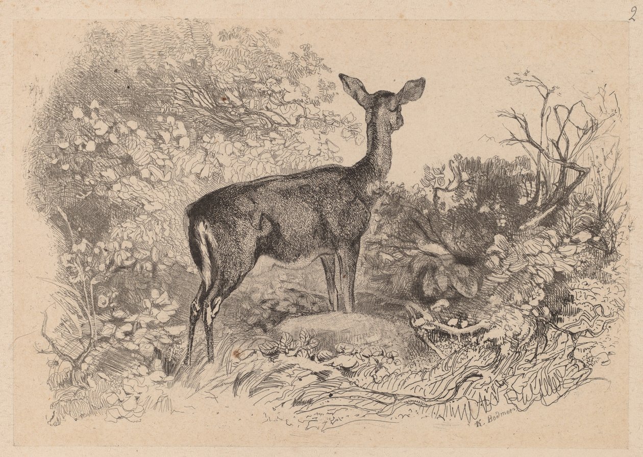 Egy őzike alkotó: Karl Bodmer