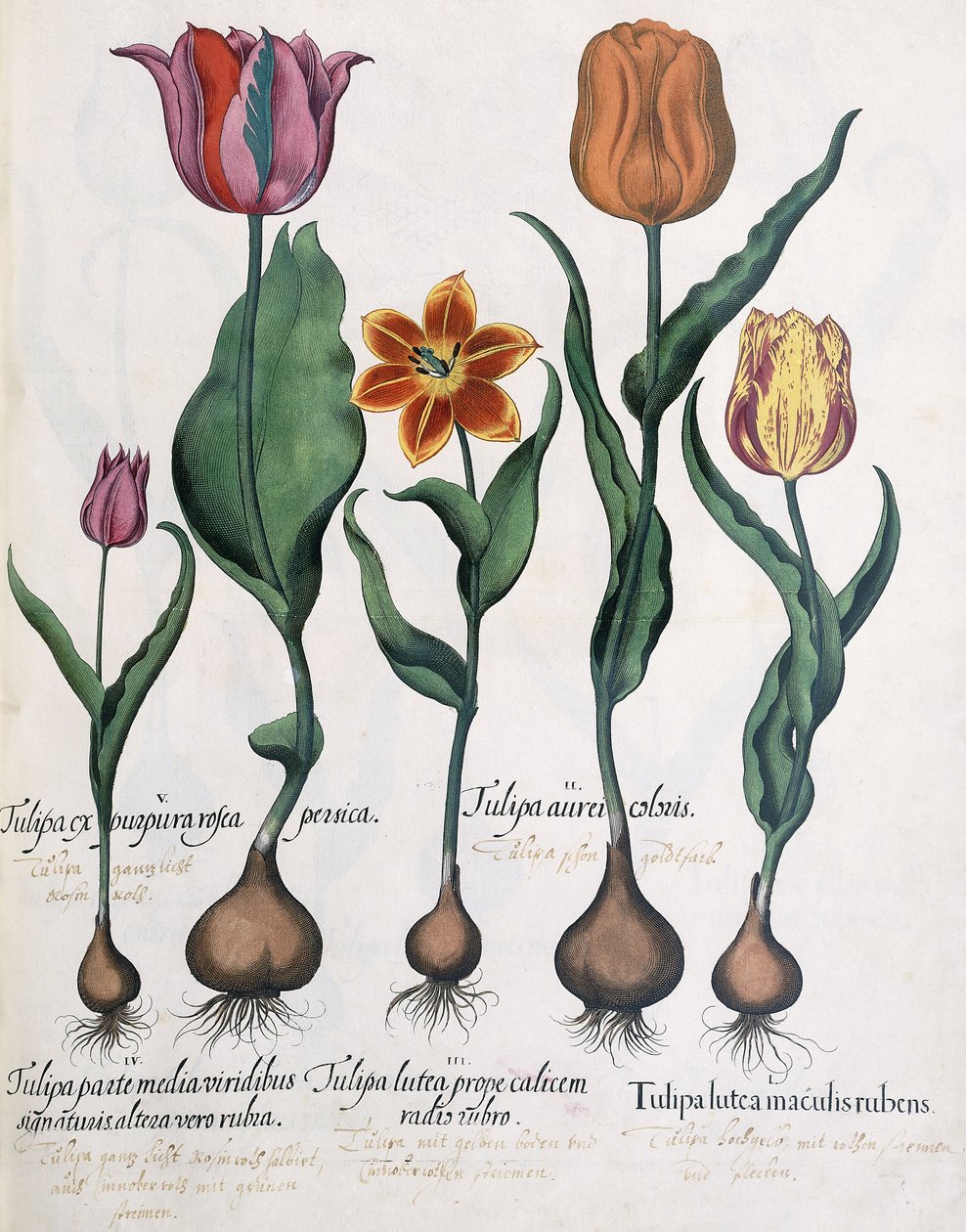 Tulipánfajták, 1613 alkotó: Karl Christian Wilhelm Baron