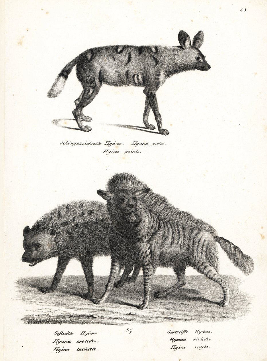 Afrikai vadkutya, Lycaon pictus, veszélyeztetett, foltos hiéna, Crocuta crocuta és csíkos hiéna, Hyaena hyaena. Karl Joseph Brodtmann litográfiája Heinrich Rudolf Schinz Emberek és állatok illusztrált természettörténetéből alkotó: Karl Joseph Brodtmann