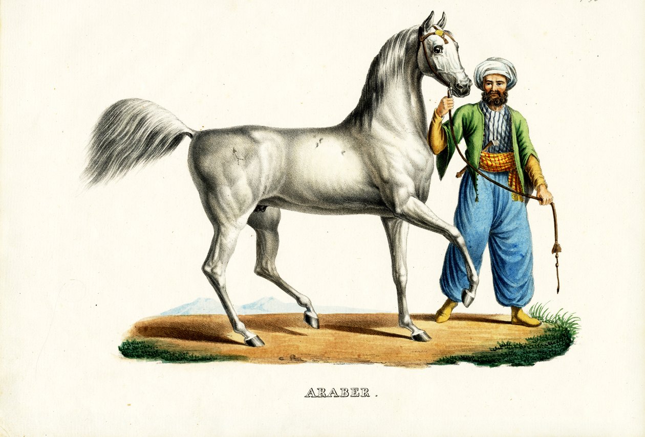 Arab ló, 1824 alkotó: Karl Joseph Brodtmann