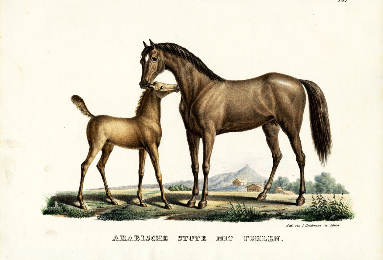 Arab ló tyúkkal, 1824 alkotó: Karl Joseph Brodtmann