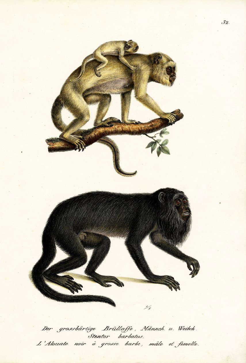 Fekete ordító majmok, 1824 alkotó: Karl Joseph Brodtmann