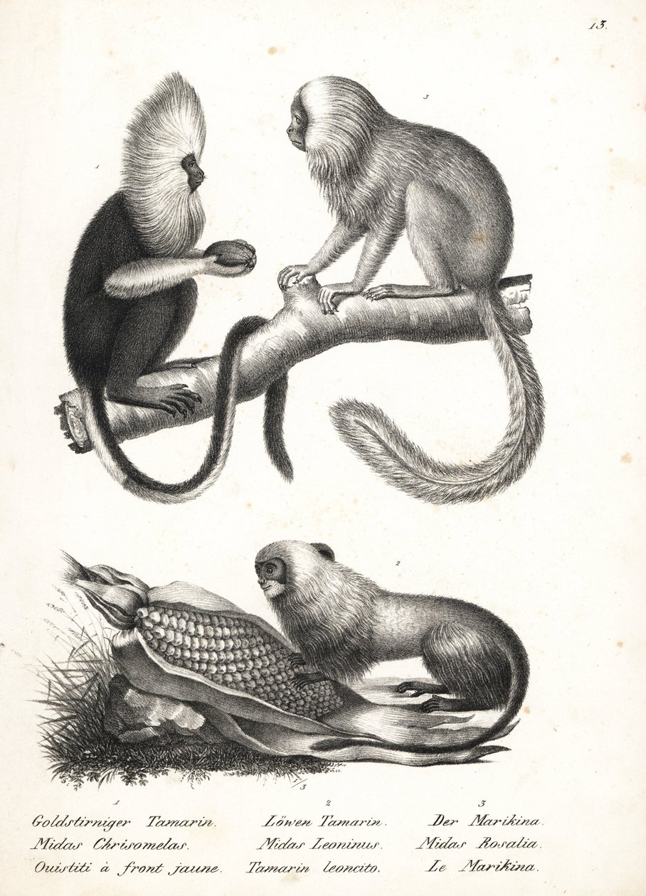 Buffy fejű selyemmajd, Callithrix flaviceps (veszélyeztetett) 1, és aranyoroszlán tamarin, Leontopithecus rosalia (veszélyeztetett) 2,3. Karl Joseph Brodtmann litográfiája Heinrich Rudolf Schinz Emberek és állatok illusztrált természettörténetéből alkotó: Karl Joseph Brodtmann