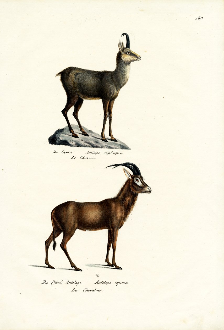 zerge, 1824 alkotó: Karl Joseph Brodtmann