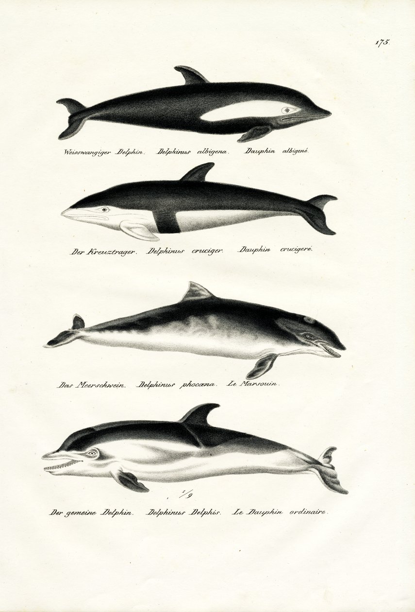 Különféle delfinek, 1824 alkotó: Karl Joseph Brodtmann