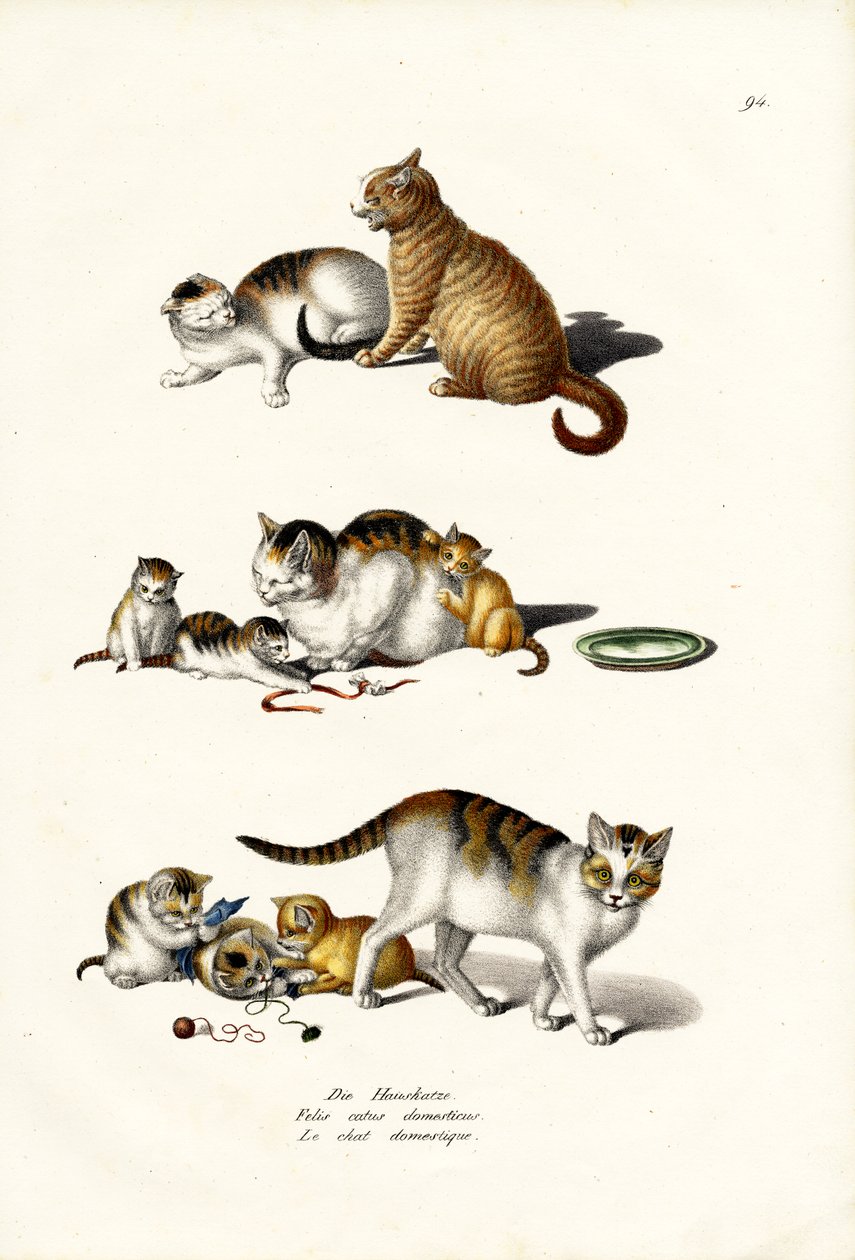 Házi macskák, 1824 alkotó: Karl Joseph Brodtmann