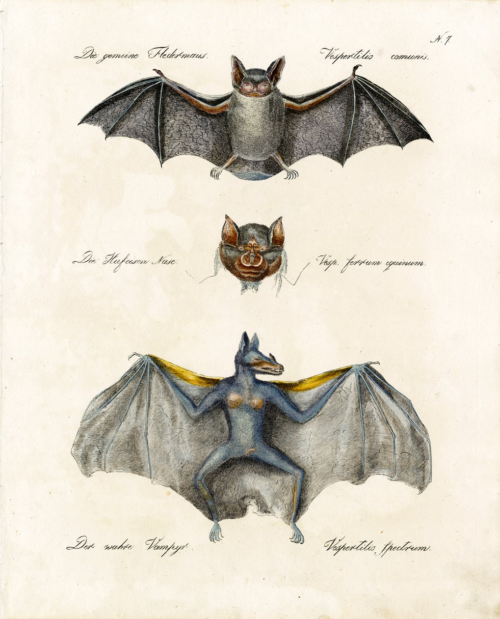  alkotó: Karl Joseph Brodtmann