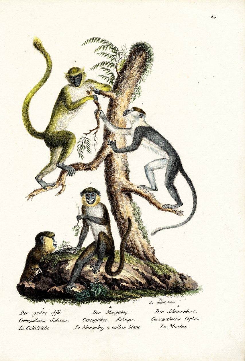 Zöld majom, 1824 alkotó: Karl Joseph Brodtmann