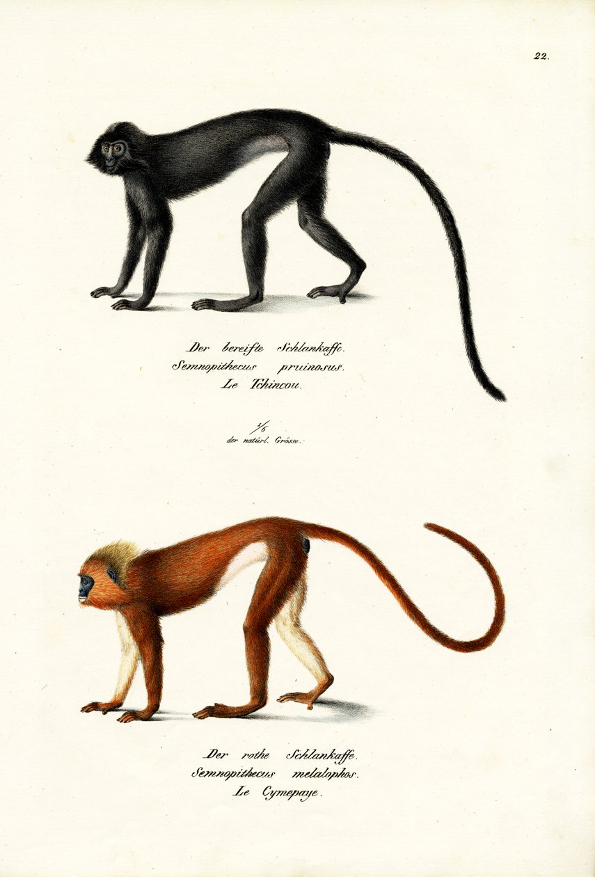 Hanuman Langur, 1824 alkotó: Karl Joseph Brodtmann