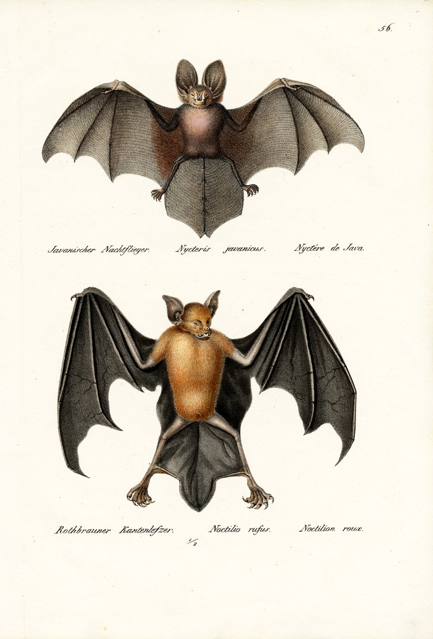 Üreges arcú denevér, 1824 alkotó: Karl Joseph Brodtmann