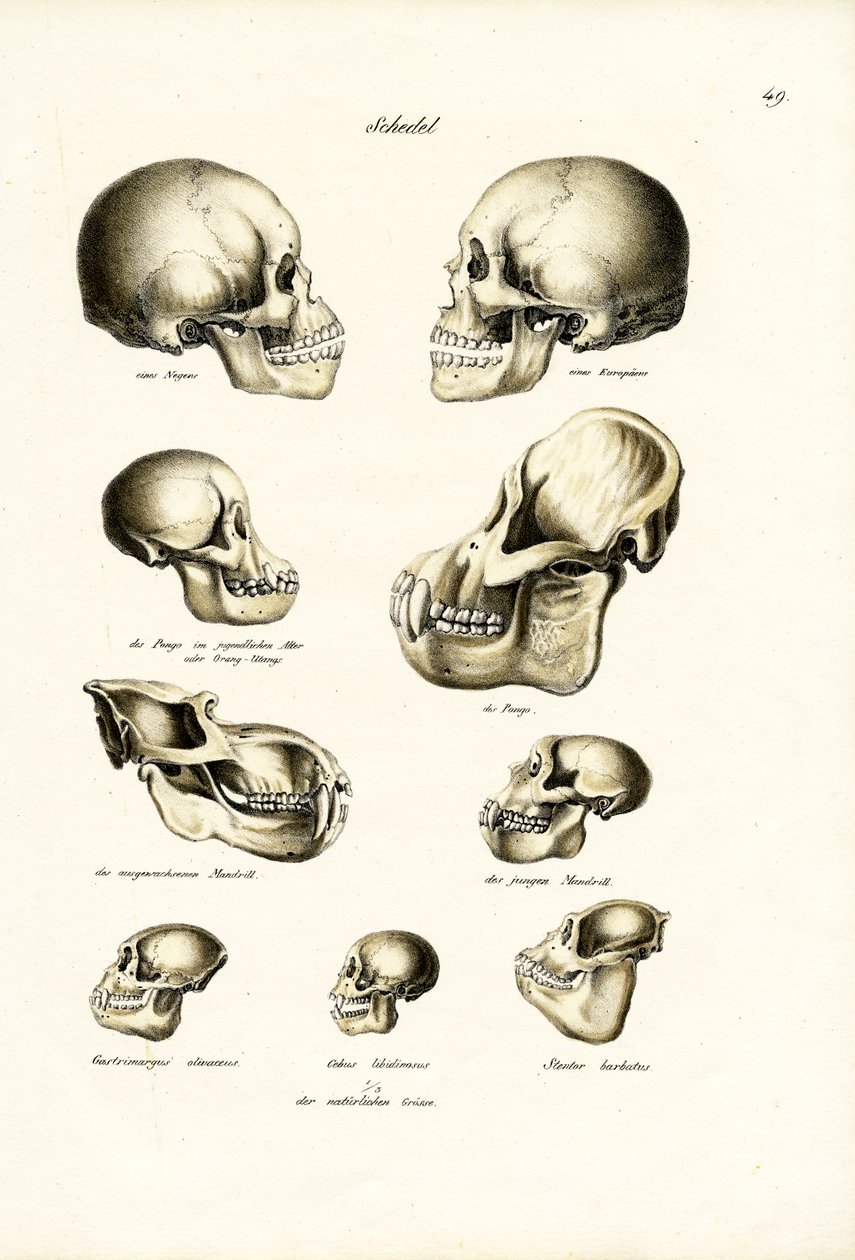 Emberi koponyák, 1824 alkotó: Karl Joseph Brodtmann