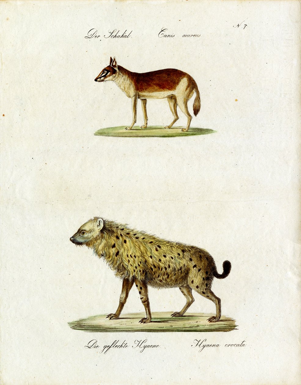  alkotó: Karl Joseph Brodtmann