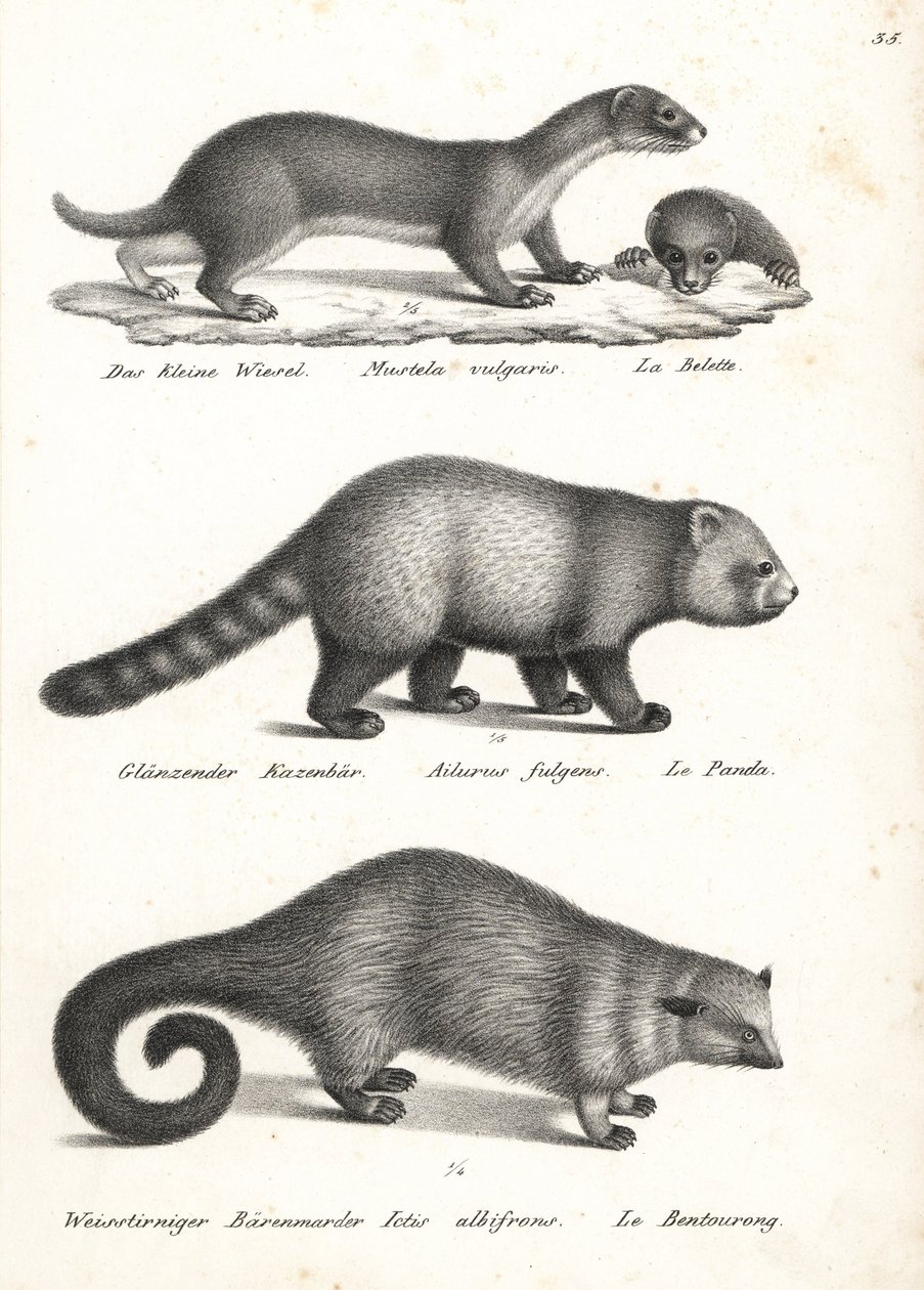 Legkisebb menyét, Mustela nivalis 1, vörös panda, Ailurus fulgens 2, sebezhető, és medvemacska, Arctictis binturong 3, sebezhető. Karl Joseph Brodtmann litográfiája Heinrich Rudolf Schinz Emberek és állatok illusztrált természettörténetéből alkotó: Karl Joseph Brodtmann