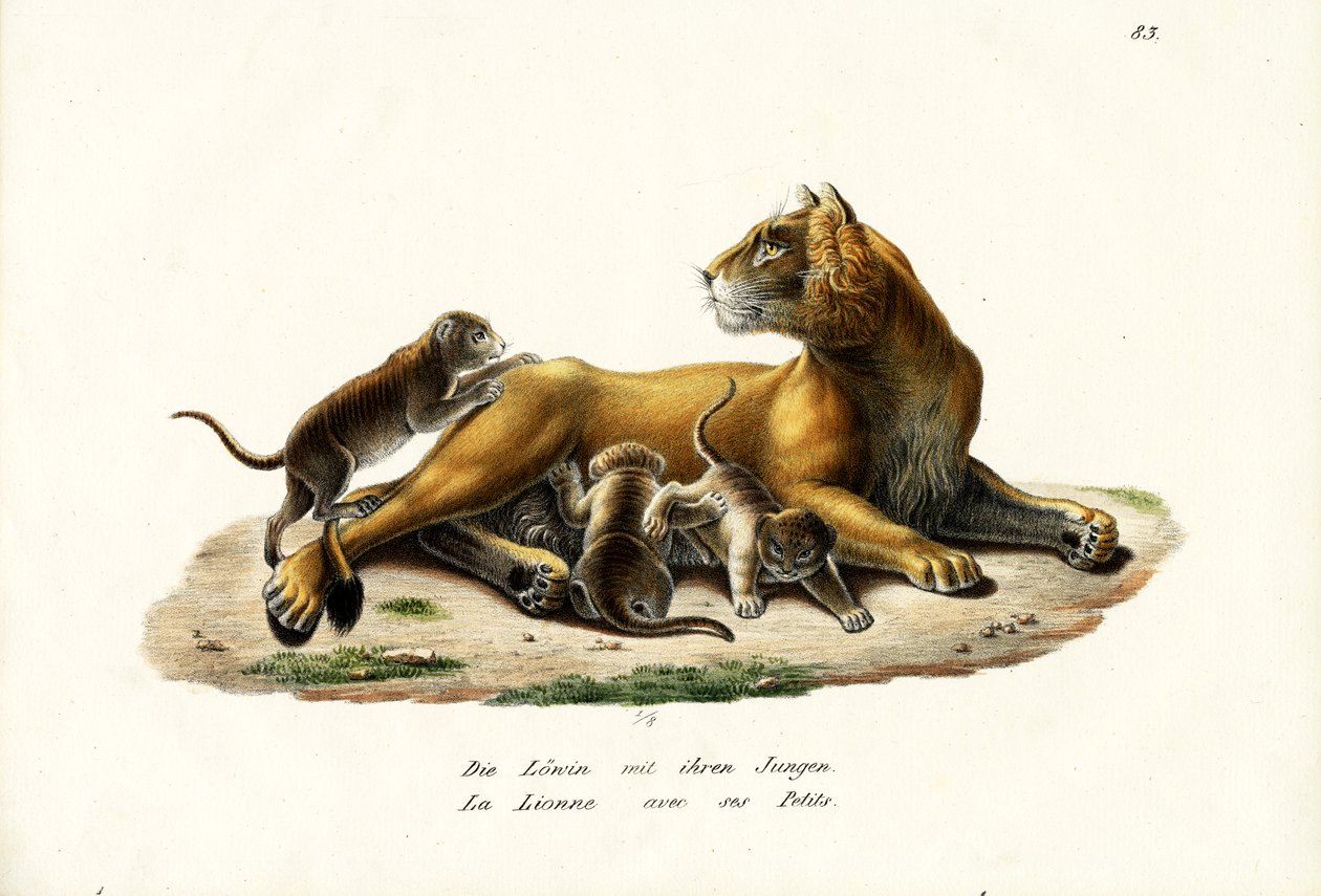 Oroszlán kölykökkel, 1824 alkotó: Karl Joseph Brodtmann