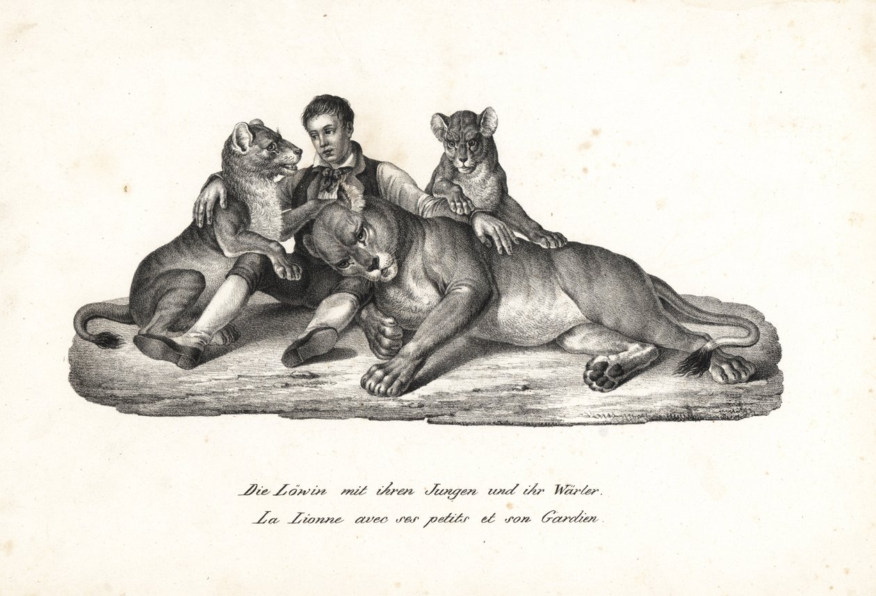 Oroszlán és kölykök kiképzővel, Panthera leo. Karl Joseph Brodtmann litográfiája Heinrich Rudolf Schinz Emberek és állatok illusztrált természettörténetéből alkotó: Karl Joseph Brodtmann