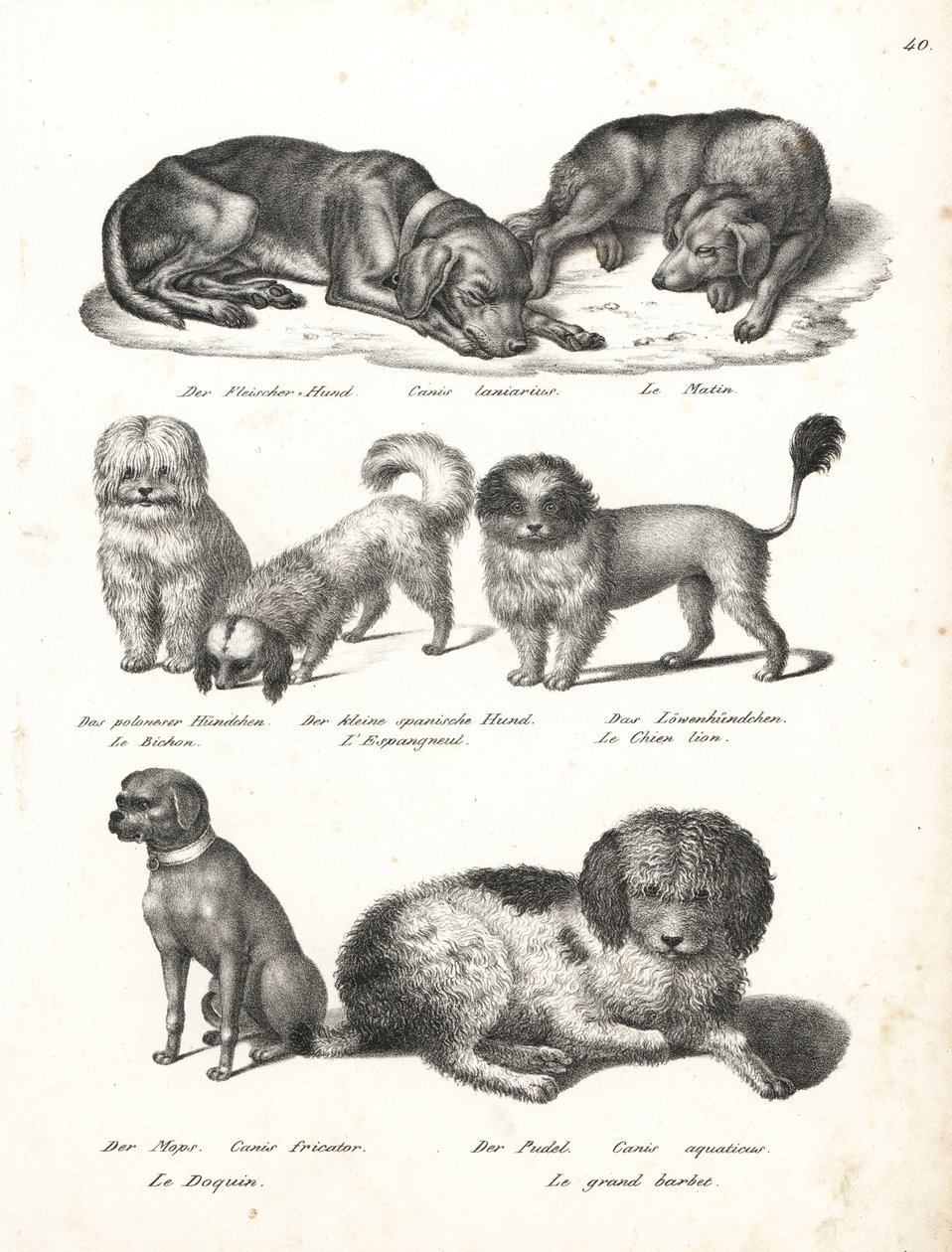Lurcher vagy matin kutya, Canis laniarius, bichon, spanyol kutya, csau csau, mopsz kutya, Canis fricator és uszkár vagy vízi vadászkutya, Canis aquaticus. Karl Joseph Brodtmann litográfiája Heinrich Rudolf Schinz Illusztrált természettörténete az emberekrő alkotó: Karl Joseph Brodtmann