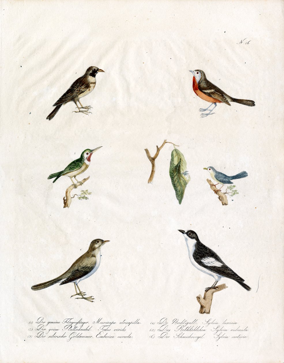 Native Songbirds (nyomtatás) alkotó: Karl Joseph Brodtmann