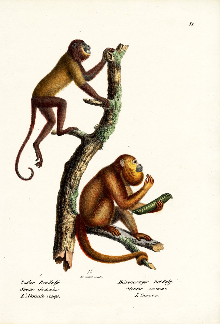 Red Howler Monkeys, 1824 alkotó: Karl Joseph Brodtmann