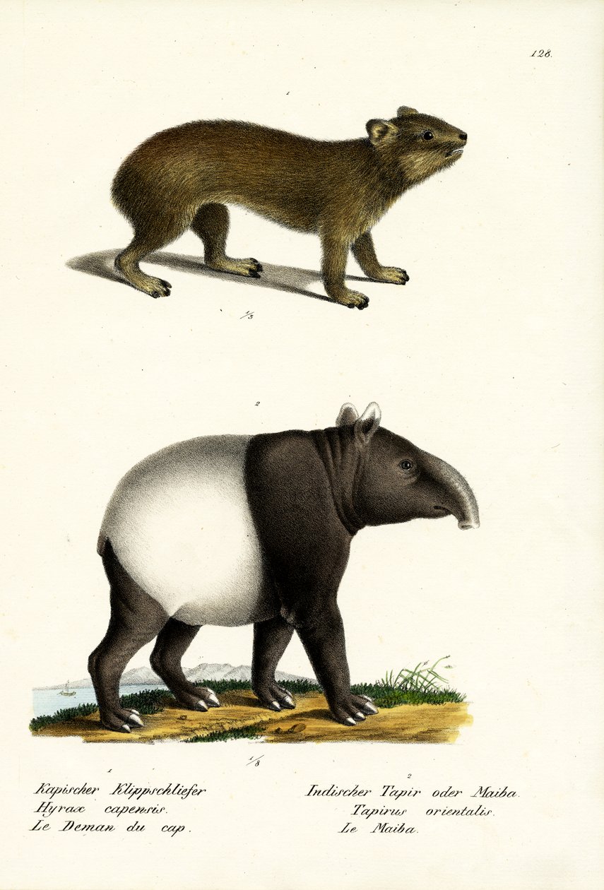 Rock Hyrax, 1824 alkotó: Karl Joseph Brodtmann