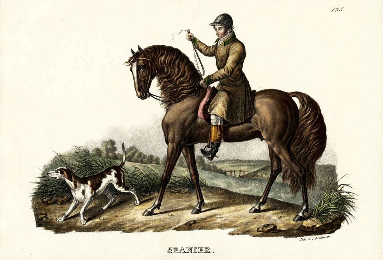Spanyol vadász ló, 1824 alkotó: Karl Joseph Brodtmann