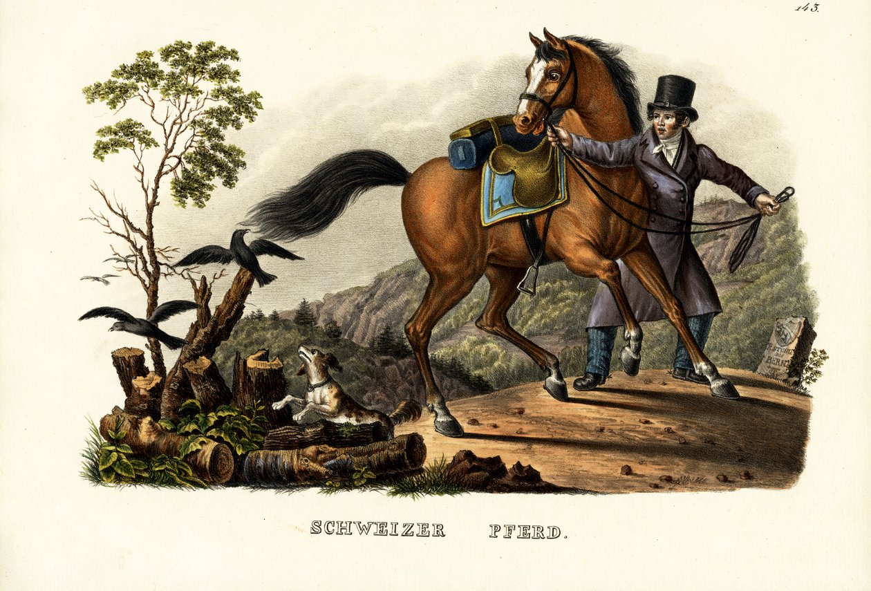 Svájci ló, 1824 alkotó: Karl Joseph Brodtmann