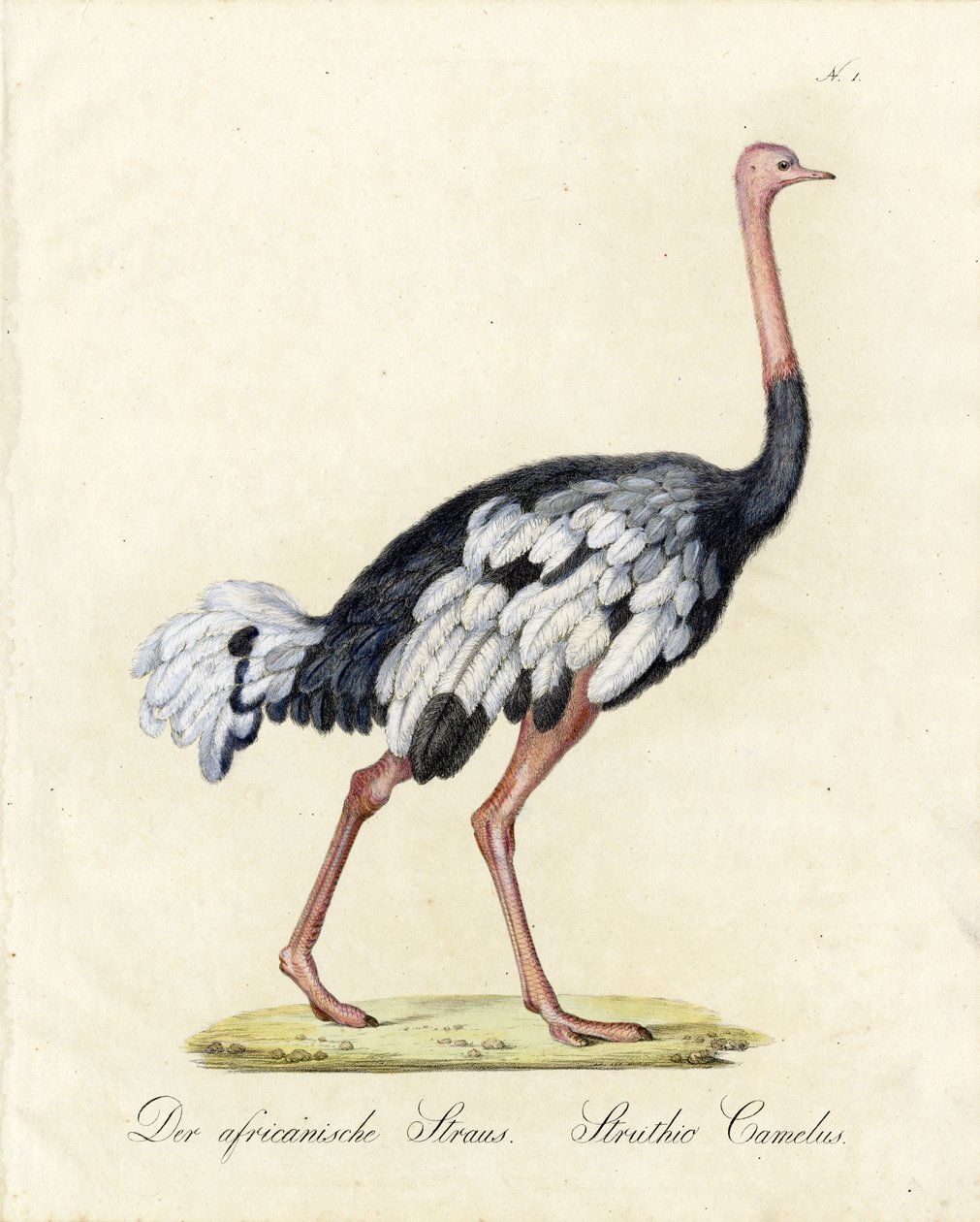  alkotó: Karl Joseph Brodtmann