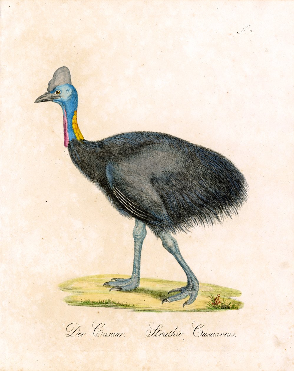 A Cassowary (nyomtatás) alkotó: Karl Joseph Brodtmann