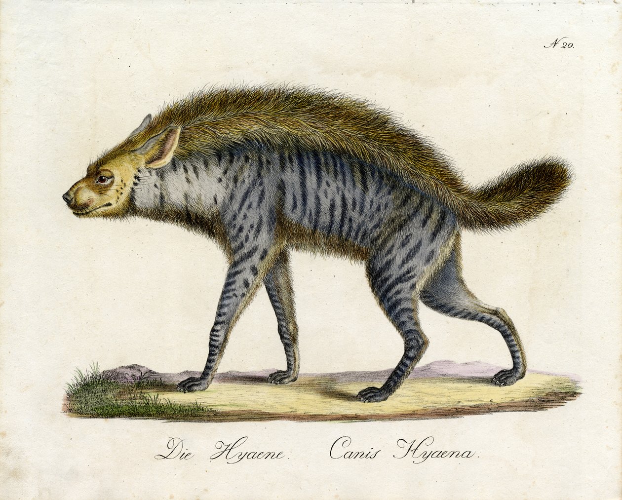  alkotó: Karl Joseph Brodtmann