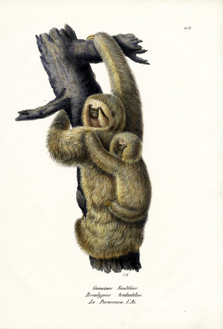 Háromujjú lajhár, 1824 alkotó: Karl Joseph Brodtmann
