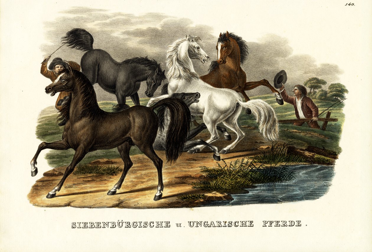 Erdélyi és magyar lovak, 1824 alkotó: Karl Joseph Brodtmann