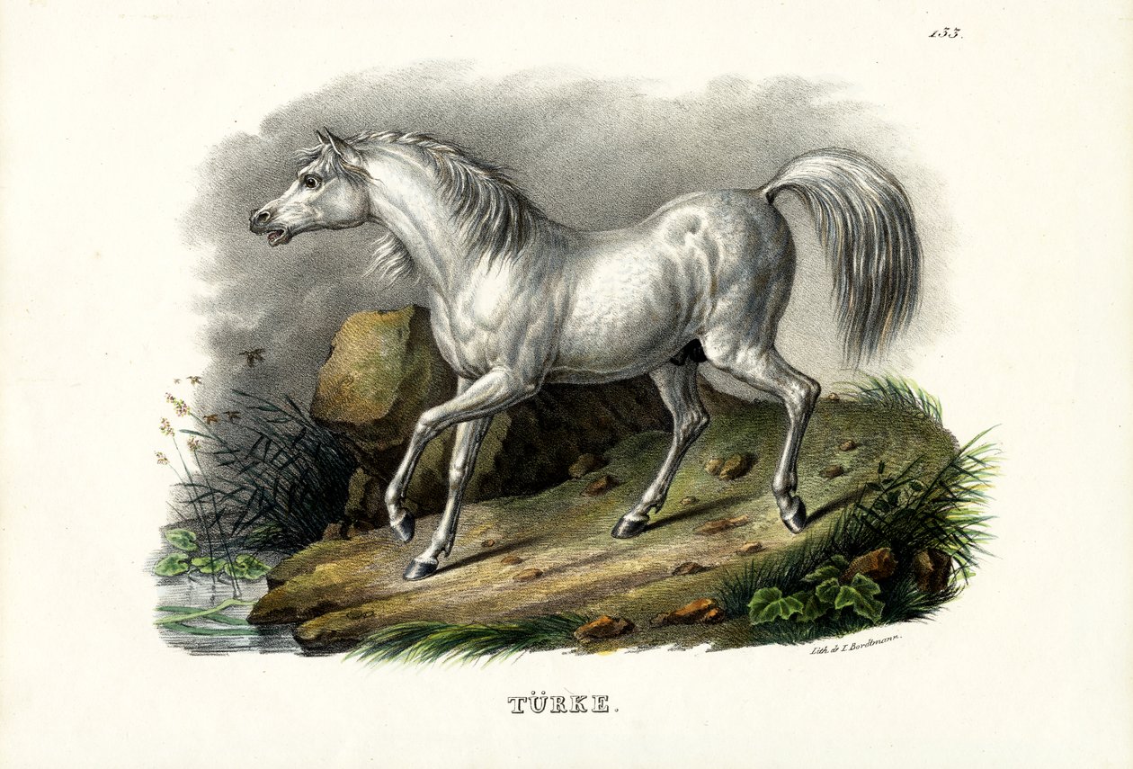 Török ló, 1824 alkotó: Karl Joseph Brodtmann