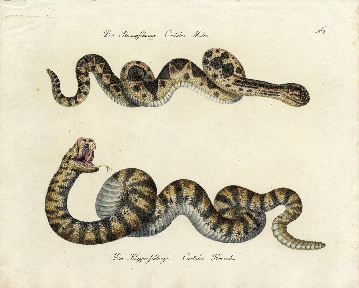  alkotó: Karl Joseph Brodtmann