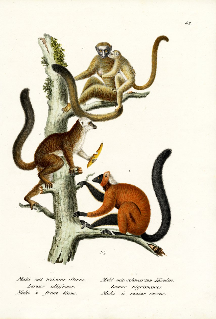 Fehér homlokú maki, 1824 alkotó: Karl Joseph Brodtmann