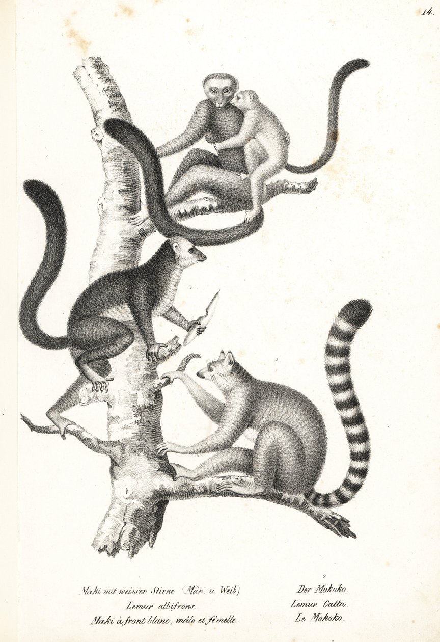 Fehérfejű makik, Eulemur albifrons, hím és nőstény, veszélyeztetett 1, és gyűrűsfarkú makik, Lemur catta, veszélyeztetett 2. Karl Joseph Brodtmann litográfiája Heinrich Rudolf Schinz Illustrated Natural History of Men and Animals című művéből alkotó: Karl Joseph Brodtmann