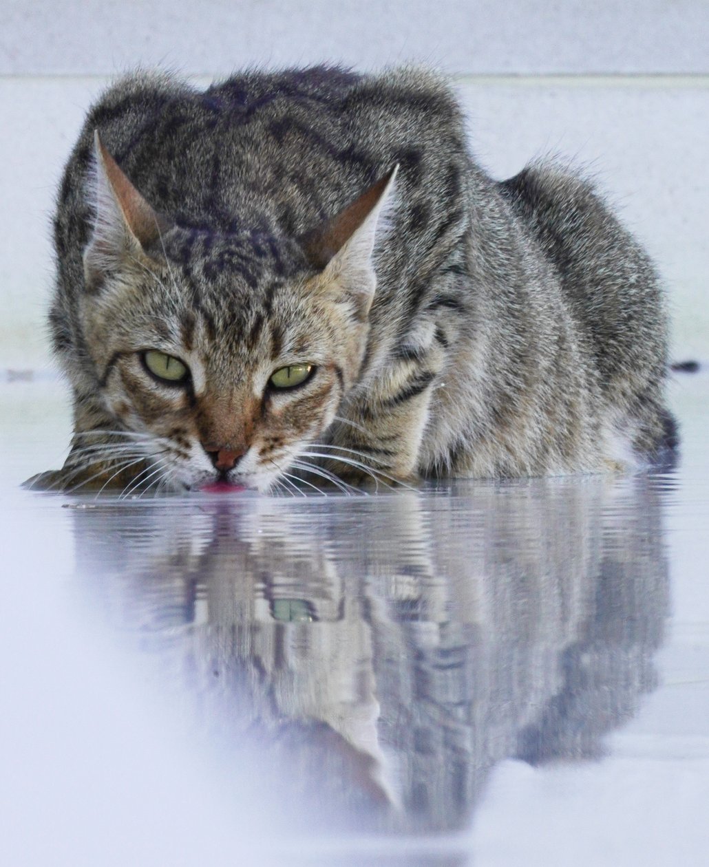 Cool Cat, 2022, fénykép alkotó: Katha Wood