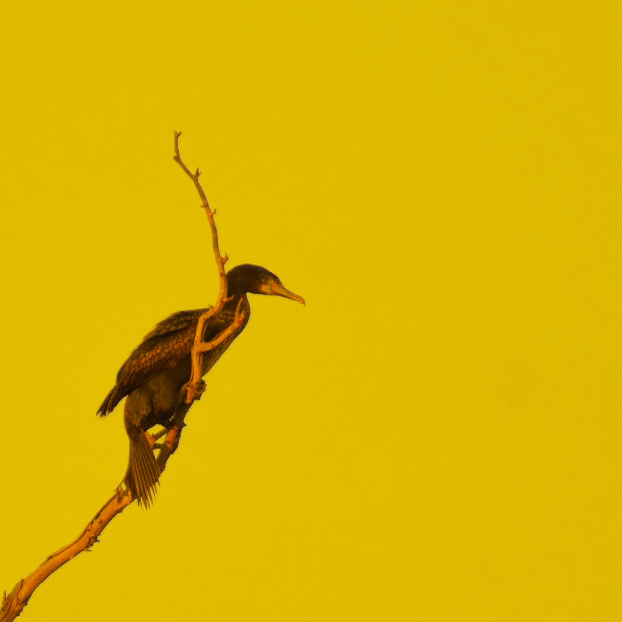 Hanging On (jobbra tekintve) alkotó: Katha Wood