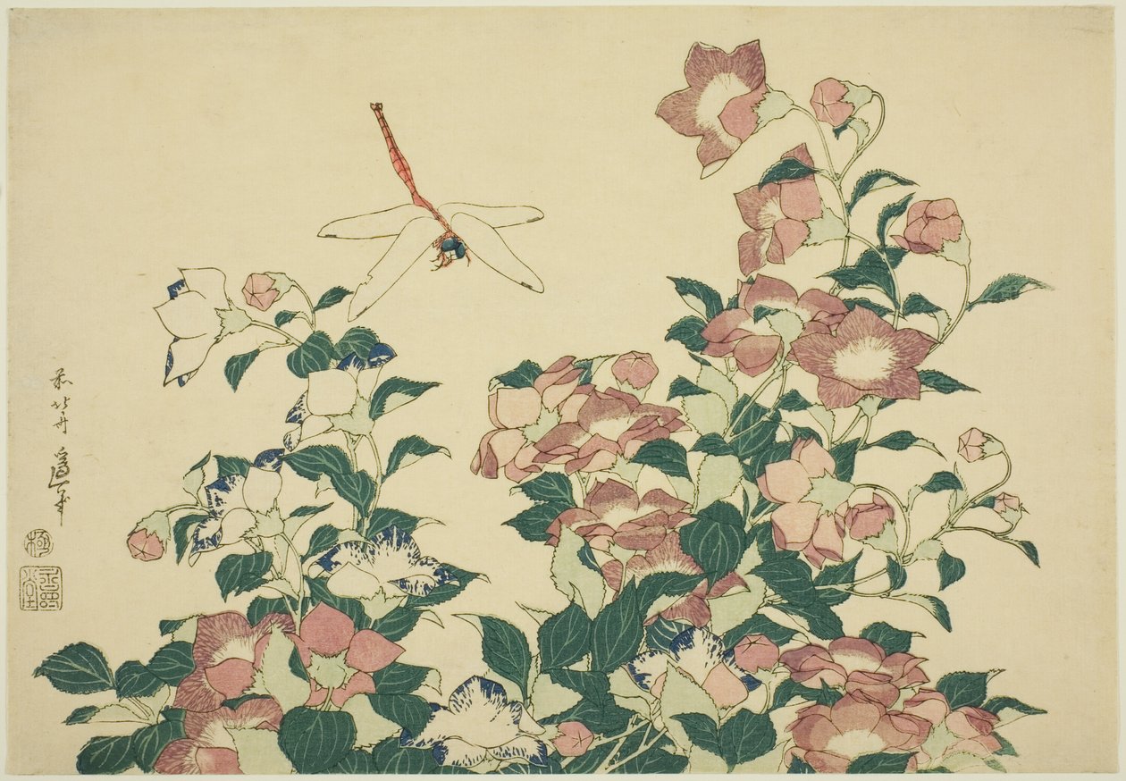 Bell-Flower és Dragonfly, a nagy virágok cím nélküli sorozatából alkotó: Katsushika Hokusai