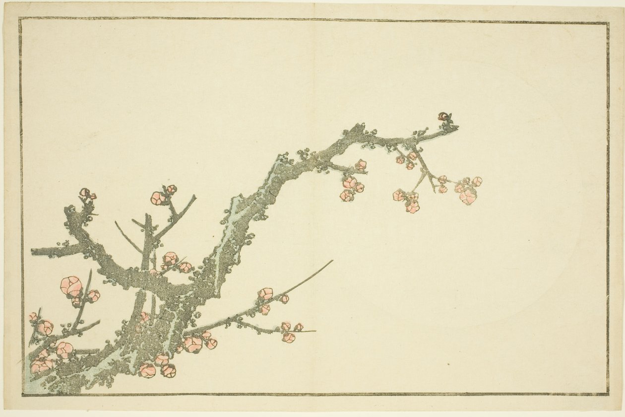 Virágzó szilvafa, Hokusai valósághű festményeinek képeskönyvéből (Hokusai shashin gafu) alkotó: Katsushika Hokusai