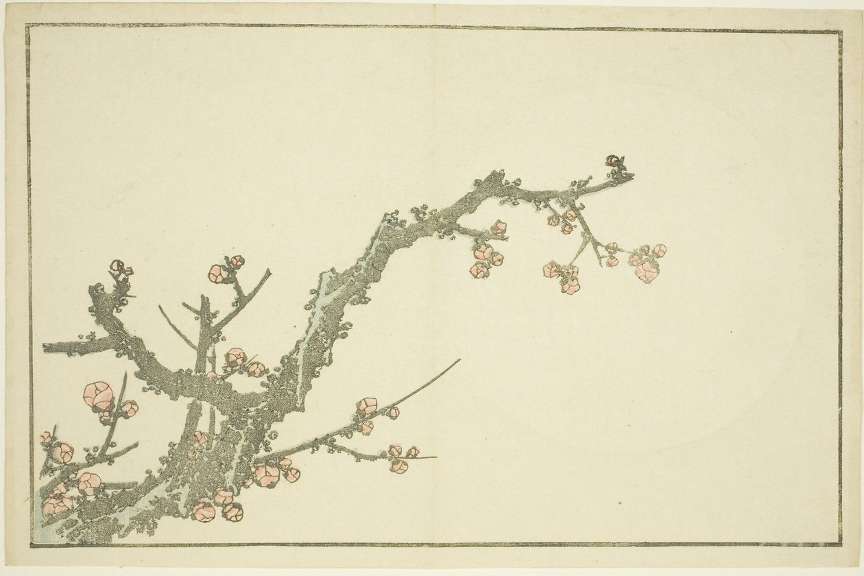 Virágzó szilvafa, Hokusai realista festményeinek képeskönyvéből (Hokusai shashin gafu), 1814 körül (színes fametszet (albumlap)) alkotó: Katsushika Hokusai