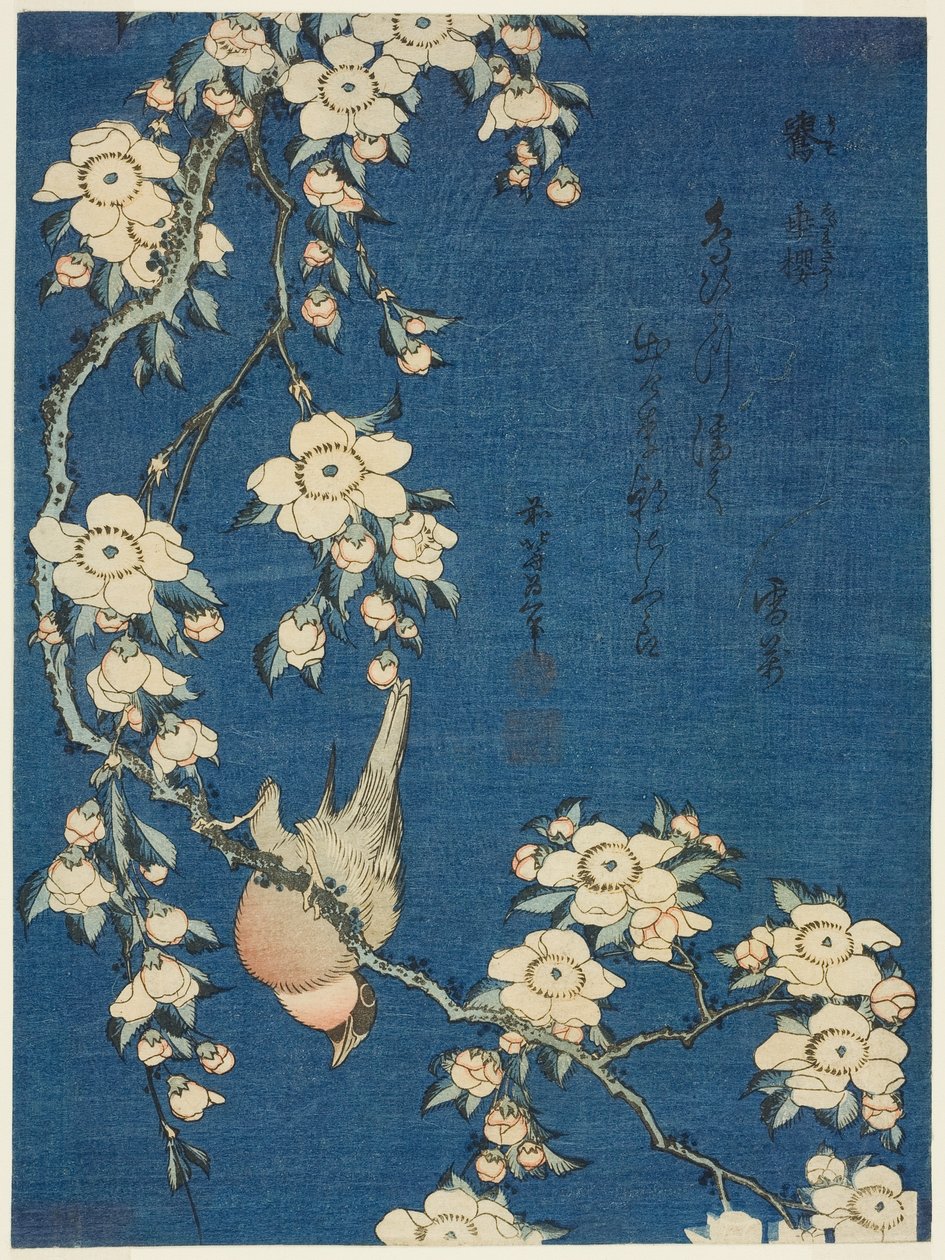 Bikavér és szomorú cseresznye (Uso, shidarezakura) alkotó: Katsushika Hokusai